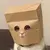 Anonymous Cat（ZCAT）价格