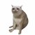 Cash Cat（CASHCAT）价格