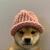 dogwifhat（WIF）价格
