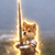 inu wif sword（SWORDINU）今日价格
