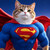 Super Cat（SC）今日价格